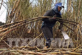 严重旱情对泰国制糖业产生影响