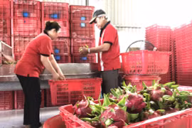 越南-中国（上海）水果制品线上会议吸引双方约40家企业参加