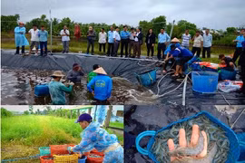 坚江省建立虾类安全养殖区