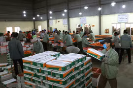 新冠肺炎疫情：制定农产品出口方案