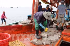 消除IUU黄牌警告：越南积极改善落实欧委会建议情况 消除IUU黄牌警告的不良影响