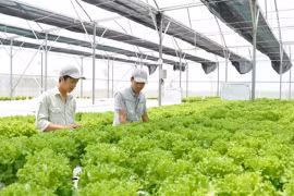 越南农业利用第四次工业革命成就实现发展