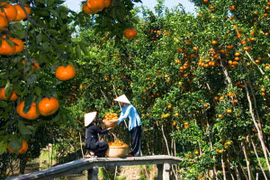 九龙江三角洲地区将果树种植面积扩大15万公顷