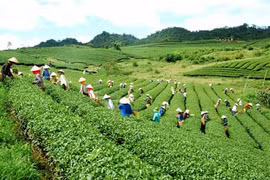 北江省致力于提高文村茶叶品牌的知名度