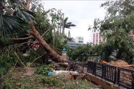 第九号台风给越南各地造成严重的人员和财产损失