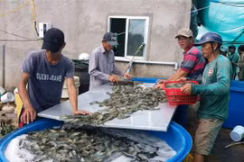 薄辽省将拔出3万亿越盾 力争建成全国虾类工业中心