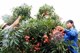 6月3日本专家赴越南对出口到日本的荔枝进行检查