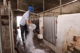 越南20个省市再次爆发非洲猪瘟疫情