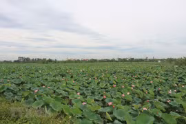 河南省正进入莲子收获的季节