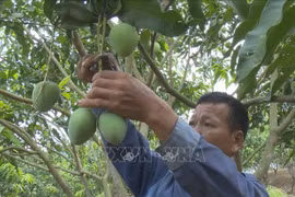 2024年第5届安州芒果节：推介安州芒果品牌