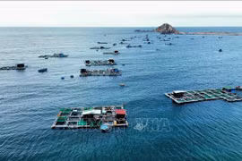越南各地推动海水养殖业发展。图自越通社