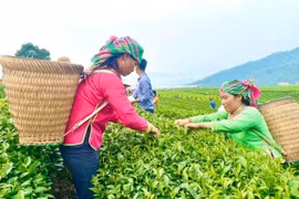 莱州省森林环境服务支付政策成效显著。图自baotainguyenmoitruong.vn