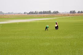 朔庄省扩大百万公顷优质水稻种植项目试点实施范围。图自越通社