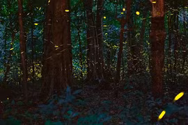 越南首次推出夜间穿越森林观赏萤火虫的旅游线路。图自越通社