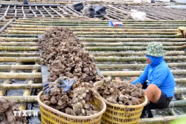 遭受第三后台风破坏后，广安县级市农民加固水产养殖木筏，恢复养殖活动。图自越通社