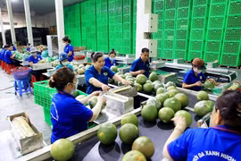 越南力争2024年全年蔬果出口额达70亿美元 。图自越通社