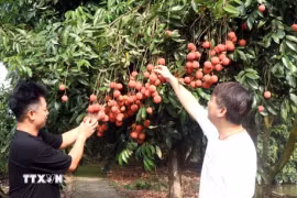 兴安省鸡蛋型荔枝果农正进入收获季节。图自越通社