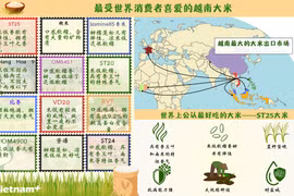 最受世界消费者喜爱的越南大米