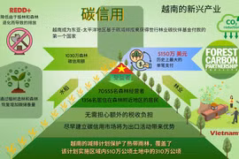 越南通过碳信用市场推动森林保护与增加碳储备量