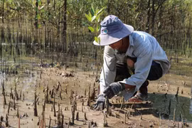 植树造林是茶荣省用来应对气候变化的有效办法。图自 越通社