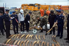 越南海警第一海区司令部查获大量走私象牙