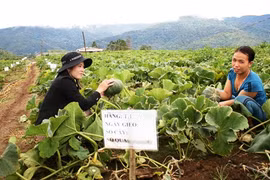 日本南瓜种植试验基地