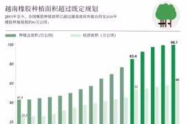 越南橡胶种植面积超过既定规划