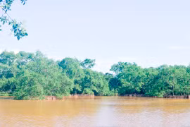 广治省红树林