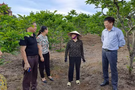 广宁省积极进行农业产业创新 大力提高农产品经济价值