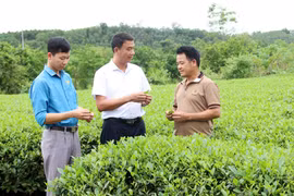 北江省力争提高安世茶树的价值