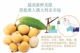 图表新闻：越南新鲜龙眼 获批准入澳大利亚市场
