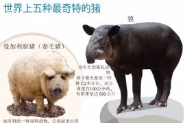 图表新闻：世界上五种最奇特的猪