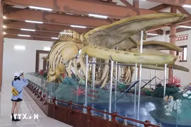 越南最大鲸鱼骨骼在李山岛县展示