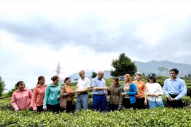 加拿大驻越南大使馆工作代表团考察莱州省三堂县的茶叶种种模式。图自越通社