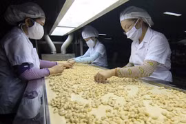 越南腰果仁出口位居世界第一