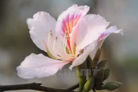 三月份是西北山区大森林里羊蹄甲花争妍斗艳的季节。