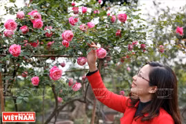 老沙巴玫瑰高贵典雅，深受顾客喜爱。