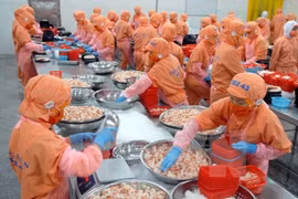 加工虾类。（图片来源：越通社）