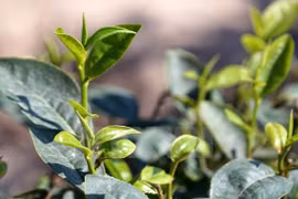 茶叶（图片来源：越通社）