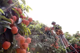 附图：越南荔枝（图片来源：越通社）