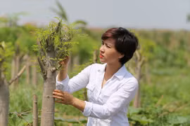 现年三十岁的陈氏红是越南农业领域最年轻的经理之一。
