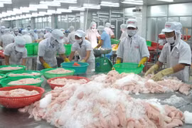 加工查鱼（图片来源：越通社）