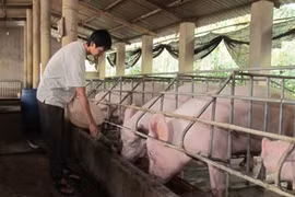 猪肉是越南畜牧业的优势。