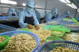 附图（图片来源：越通社）