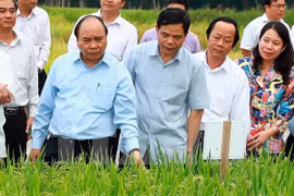 越南政府总理阮春福：越南稻谷产业正进入革新阶段