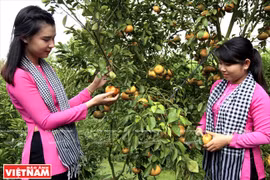 红橘树上硕果累累，结满沉甸甸的果实，令游客格外喜庆。