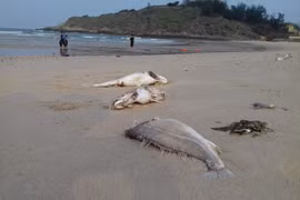 中部沿海地带大量鱼群死亡