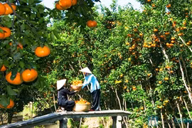 槟椥省拥有诸多果实累累的果园。