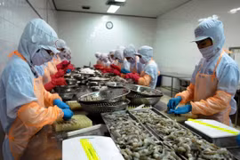 加工虾类。（图片来源：越通社）