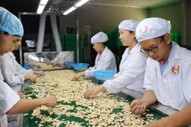 柬埔寨成为越南腰果原料第五大供应国